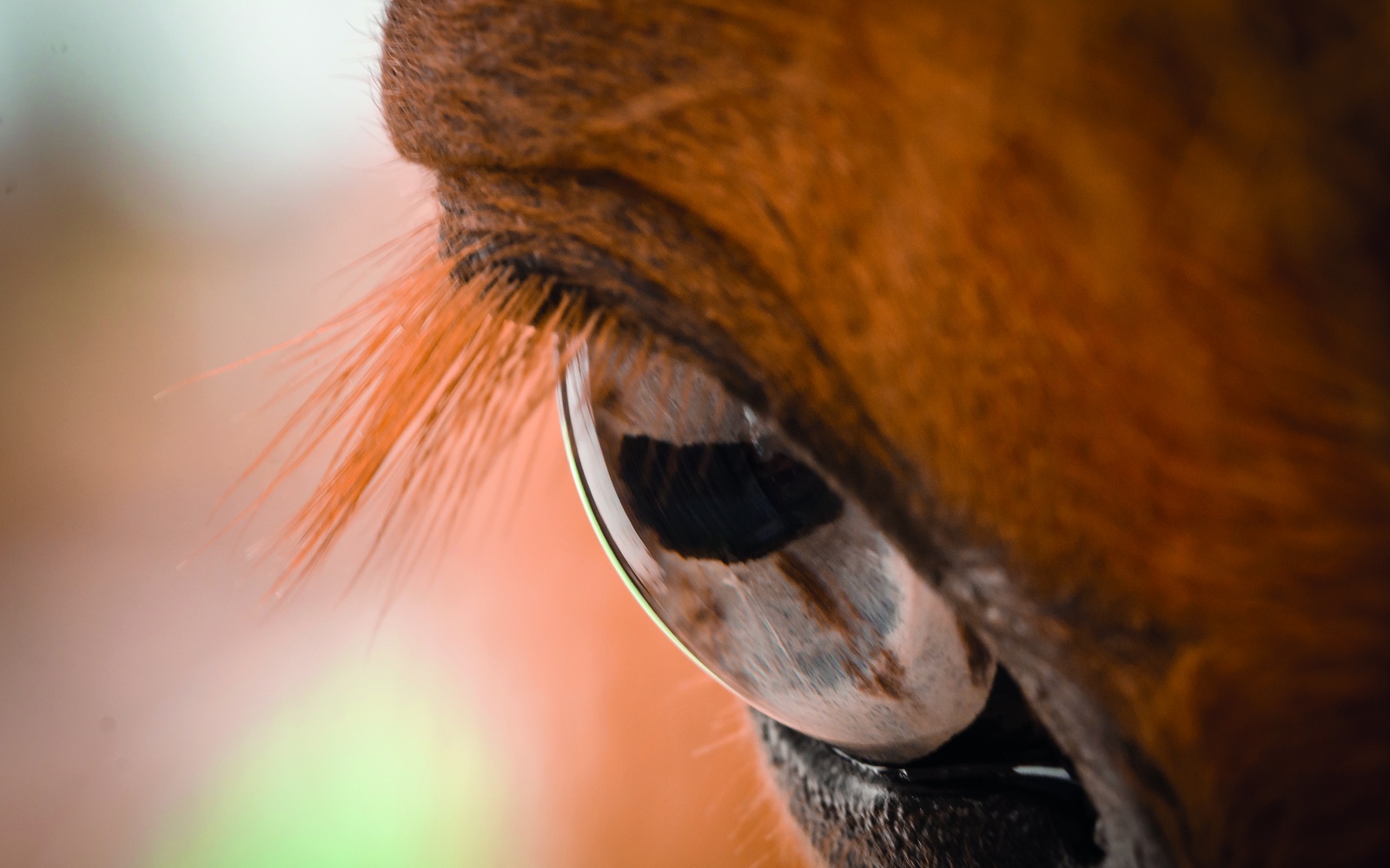 Was Pupillen über Tiere aussagen.