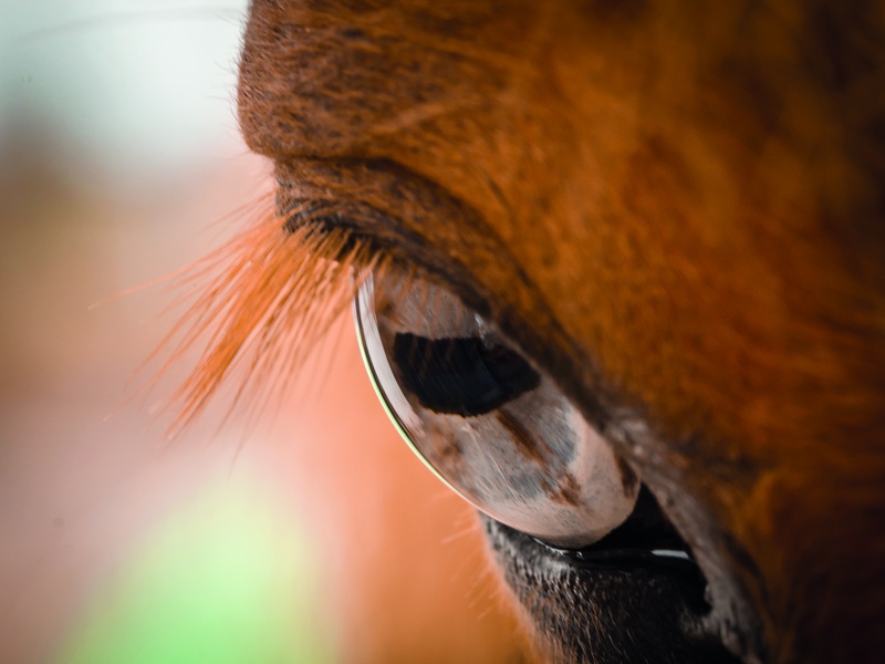 Was Pupillen über Tiere aussagen.